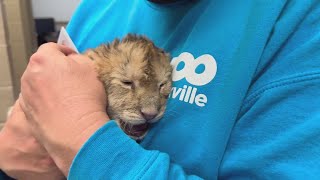Two new African lion cubs arrive at Zoo Knoxville