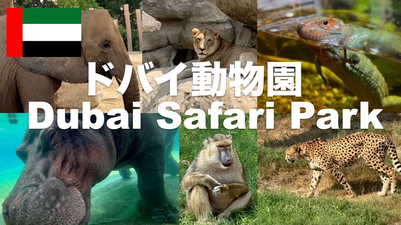 ドバイ最大の動物園「ドバイサファリパーク」をご紹介します！東京ドーム25個分の広大な敷地内には約3000頭の250種類の動物が生活しています！日本では見ることができない珍しい動物も登場します！
