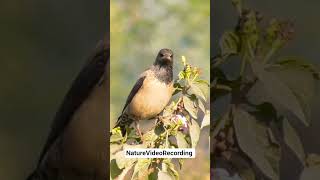Beautiful Bird