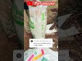 Harga pupuk Nitrea di seluruh Indonesia naik Bosque #palmoil #sawit #pupuk #pupuksawit #urea #nitrea