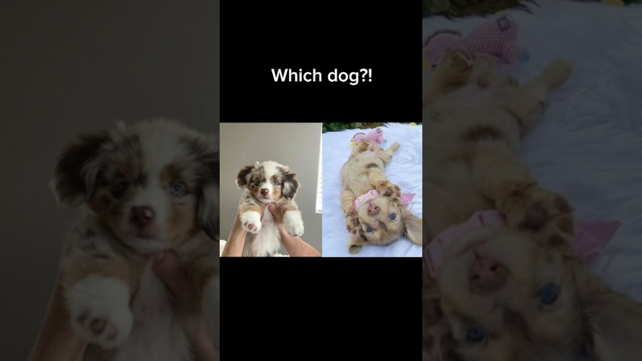 Which Dog Music Taylorsversion Nostalgia Poprock Greenscreen Memes Oldies Song Coversong