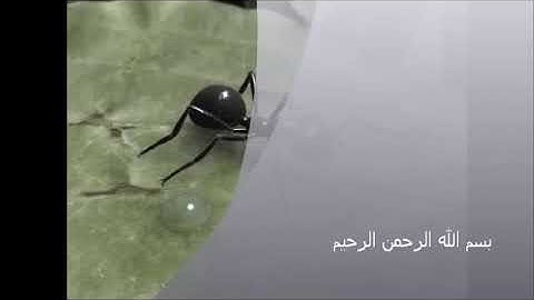 سورة النمل للقارئ أحمد العجمي+++ Surat An-Naml (The Ants) Ahmed AlAjmi