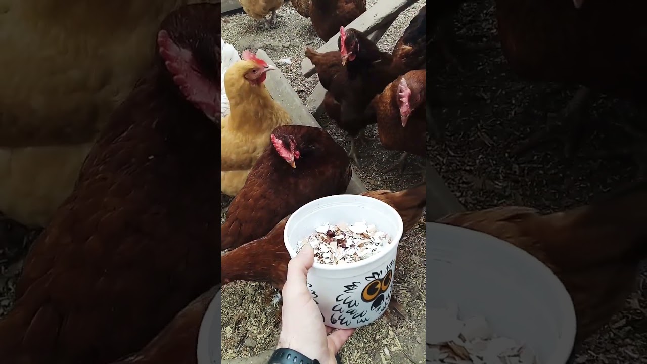 🐔 Chickens Scratch Up the Ultimate Bug Banquet! 🪲