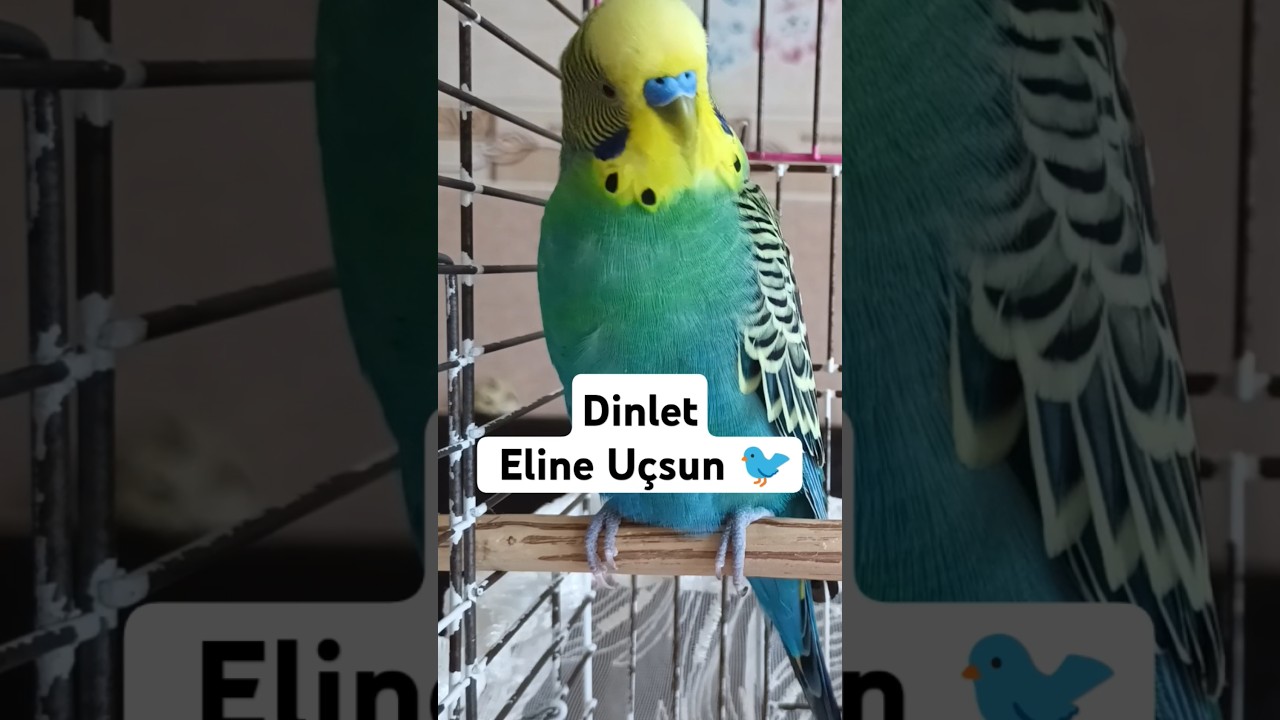 Mutluluk Ötüşleri #muhabbetkuşufıstık #muhabbetkuşu #birds #muhabbetkuslari #kuslar #parrot #budgey
