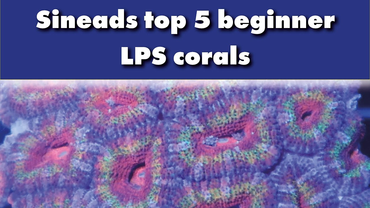 Sineads top 5 LPS corals for beginners