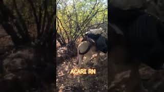SERRA DO ABREU ZONA RURAL DE ACARI RIO GRANDE DO NORTE BRASIL