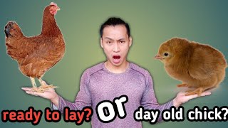 Ready to Lay or Day Old Chick? | Starting Your Own Free Range Chicken  | Tagalog