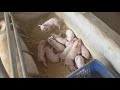 Pig farming in rajasthsn