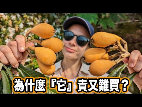 水果界的貴妃😳 早期台灣人吃不到的水果! 枇杷膏真的有枇杷嗎? Why Is Loquat So Valuable? Taiwan Unique Fruits