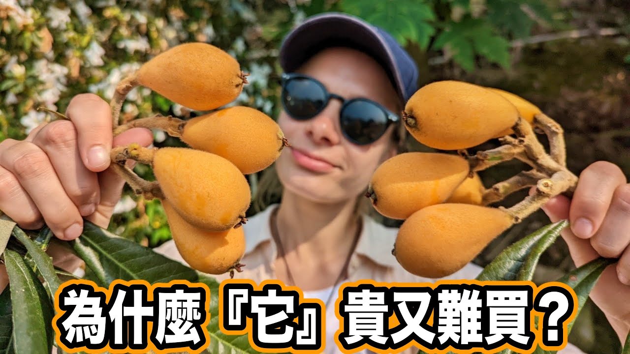 早期台灣人吃不到的水果  日本天皇最愛吃的聖品！枇杷膏真的有枇杷嗎?  Why Is Loquat So Valuable? Taiwan Unique Fruits
