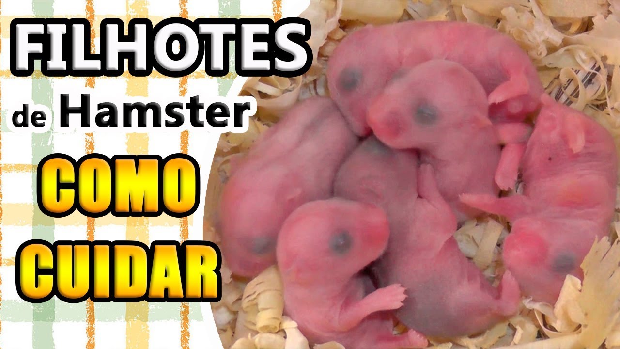 Featured image of post Imagens De Filhotes De Hamster : Como esses animais alcançam a maturidade sexual rapidamente, é possível que alguns hamsters gaiola de hamster com mais de 2300 cm².