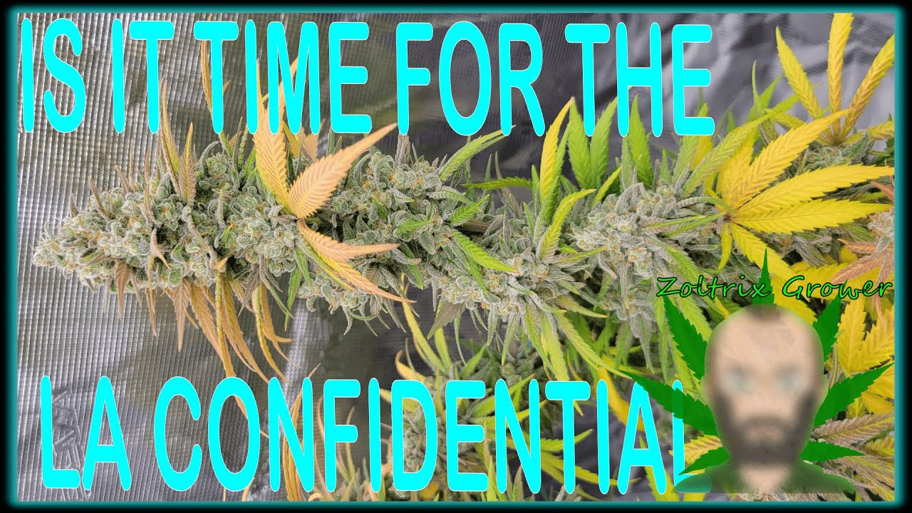 IS IT TIME FOR THE LA CONFIDENTIAL?! | ALMOST HARVEST! | EPIC ORGANIC GARDENING WITH ZOLTRIX GROWER