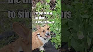 Corgi New Years Resolution