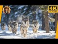 Everest & Himalaya 4K | Die Herrscher der Eisigen Gipfel | Natur & Ruhe 4K