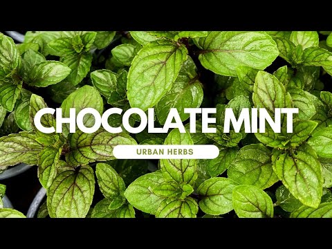 Video: Chocolate Herb Plant - Pelajari Cara Merawat Tanaman Coklat Mint