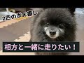 2匹の犬が帰ってする事【犬vlog】#ポメラニアン