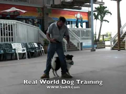 SwK9 Dog Training Dennis Dalia