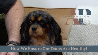 It's A Work of Love! | Ensuring Our Mother Dogs Stay Healthy