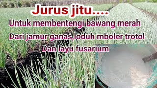 Jurus jitu ...untuk membentengi bawang merah dari jamur ganas lodoh mboler trotol dan layu fusarium