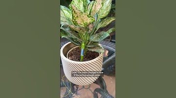 UGAOO Sustee Plant Watermeter with Soil Moisture Sensor-Amazonfinds @amazonoutcome  #amazonhomeindia