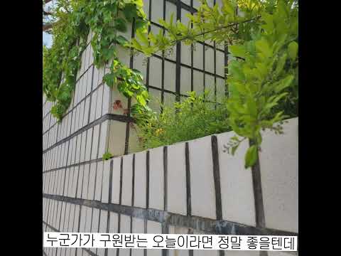 자신만이 가진 씨앗을 잊지만 🤞🏻 Mrs. green apple (미세스 그린 애플) - Doodle 가사 번역