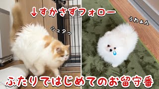 はじめてのお留守番で泣きわめく子犬をすかさず助けに行く猫に涙涙でした【成長記録19】