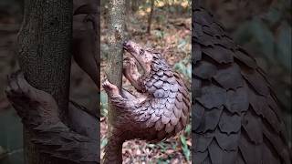 Pangolin's Sticky Tongue vs Termites | Nature's Ultimate Insect Hunter | Amazing Wildlife Facts