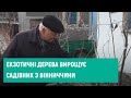 03.12.2020. Екзотичні дерева вирощує садівник з Вінниччини