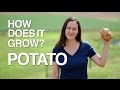 Potato  how does it grow