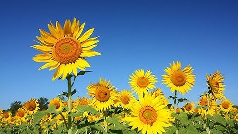 LTVC: CÁCH VIẾT TÊN NGƯỜI, TÊN ĐỊA LÍ VIỆT NAM ( TIẾNG VIỆT 4) GV: HUỲNH TUYẾT PHƯƠNG