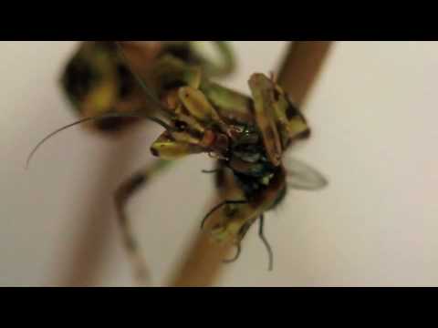 Praying mantis eats fly