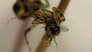 Praying mantis eats fly
