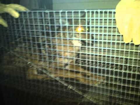 removal of fallopian tube Coyotes