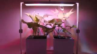 The Bulbo's Magical French Bean  Quadra LED light