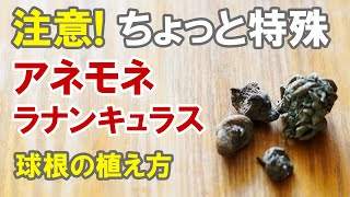 注意 ちょっと特殊です アネモネ ラナンキュラスの球根の植え方 Youtube