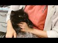 くーちゃんに嫌われました。獣医が飼い主でも猫はこうなります。