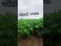 એરંડા ની ખેતી | દિવેલા ની ખેતી |#ખેડૂતપુત્ર #agriculture #farming#ખેડૂત#villagelife #viralshorts#