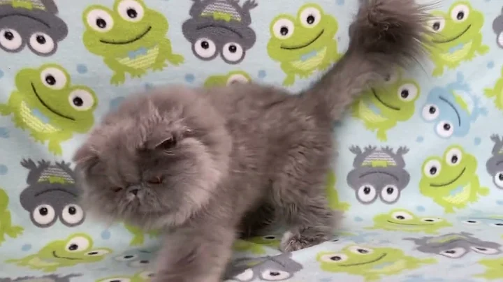 Video 3449361: persian blue cattery, persian male