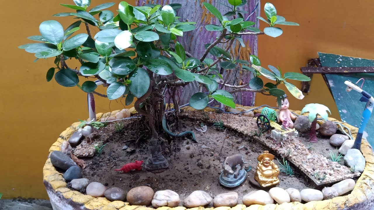 How to make bonsai ficus plant(hindi) YouTube