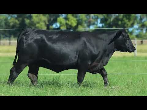 LOTE 84   TAT FIV 2452 F Brangus