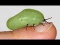 जानिये कैसे ये छोटा जानवर आपकी जान ले सकता है 5 Most Dangerous Bugs Around The World