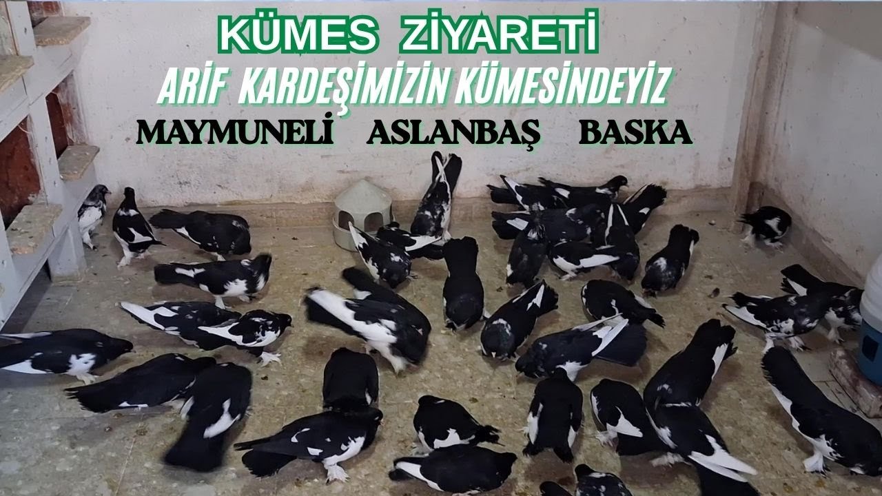 Kümes Ziyareti  Arif Kardeşimizin Kümesindeyiz  İZMİR/Yeşilyurt