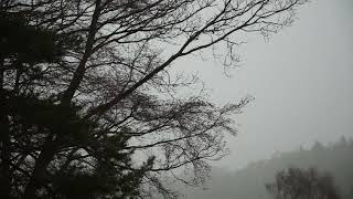 Wayward Jane - Edinburgh Rain