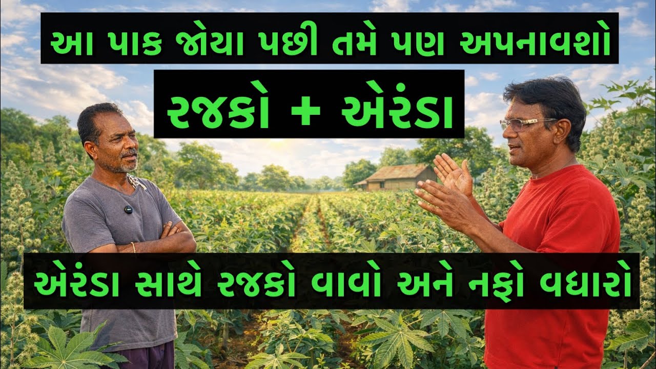 આંતરપાકની સ્માર્ટ ટેકનિક: એરંડા + રાજકોનું સફળ મોડેલ