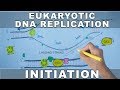 Dna replication in eukaryotes  initiation