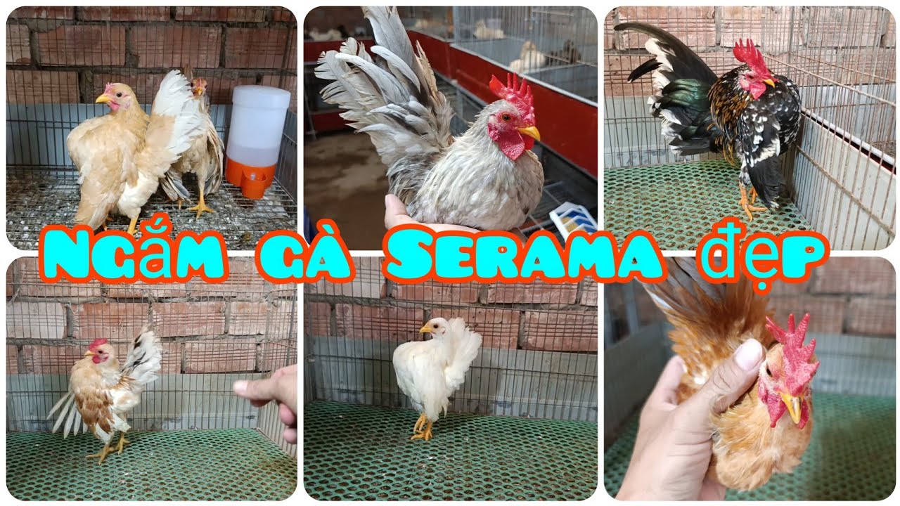 28 Âm lịch, tạm dừng gửi gà đi xa, vẫn bán ở trại | Trại gà Serama Cần Thơ.