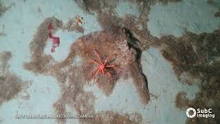 Rayfin Uplink By Subc Imaging - Example Footage