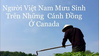 Trải Nghiệm Một Ngày Làm Farm Ở Canada