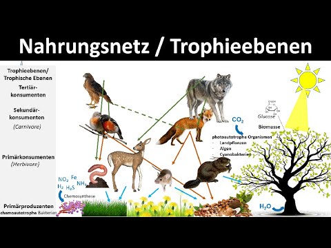 Dein Bindungsmuster bestimmt den Energiefluss!