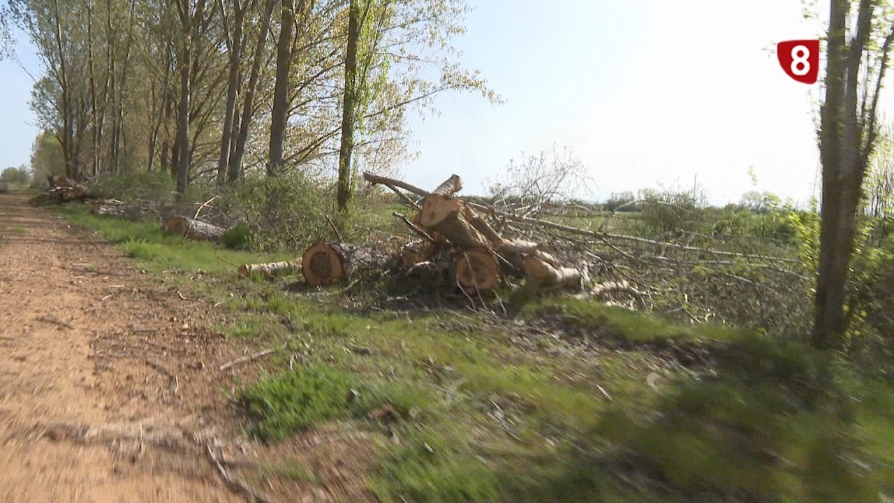 Tala injustificada junto al Canal